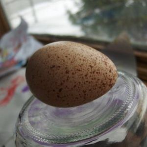 turkey egg