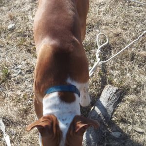 Thor, Chickens, Chickens, Thor.  He has been VERY good with them...VERY good!