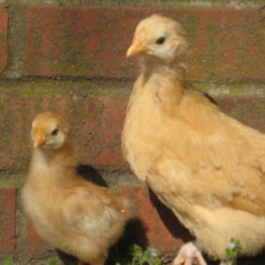 Younger Golden Comet daughter named Cookie, imitates everything Monica, the Buff Orpington does.