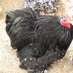 Our rooster Orion