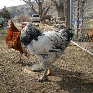 One of our Brahma roosters.
