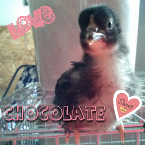 This is Chocolate. He is a sweetie pie. 1 1/2 weeks old