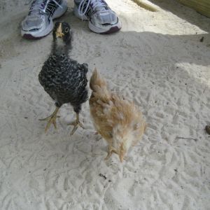 2 of 6 chicks