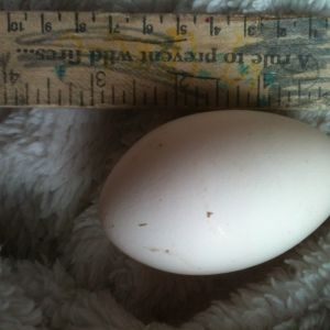 3" long skinny egg