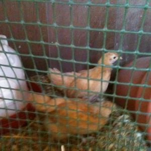 2 buff orps moved from brooder to pen in coop
