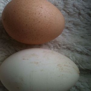 2 of todays eggs collected 4/10/13