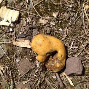 Penny's poo from a couple days ago.