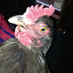 Penny's eye, comb & wattles.