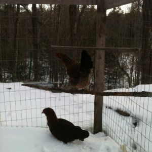 the chickens playing in the snow last winter..