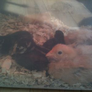 these babies are much bigger now, they grow so fast just like my human babies did.