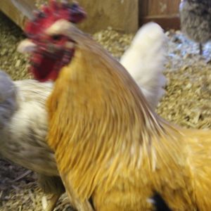 spartacus is visiting and fertilizing my girls eggs while he's here..