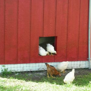 Pop door before ramp - Wow! when I look back at these early photos I can't remember when my chicks were this little. They grew so fast.