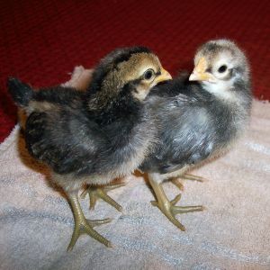 Male/Female pair, approx 2 weeks old