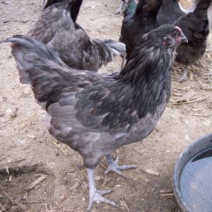 blue Meredith line POL pullet