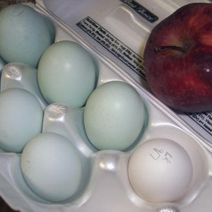 blue eggs with white egg for reference