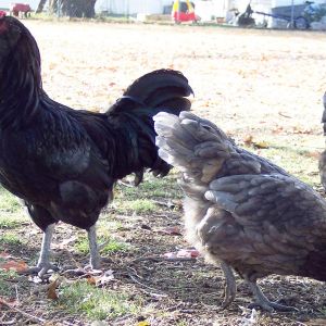 My foundation Meredith line pair (no longer have either of these birds)