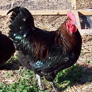 My current rooster. Big Stuff, as a cockerel last summer