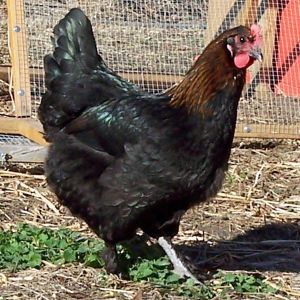 My foundation hen, Daisy, as a pullet last summer.