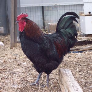Big Stuff- his comb froze off this winter. :(  But still a nice boy.  The girls have picked off all his leg feathers.