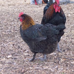 Daisy, hen.