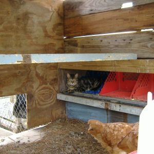 Tiggy decided to check out the nesting box, the chickens used another one, since their usual one was occupied. : )