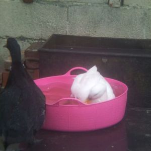 mini baths while the huge pond is being fixed up
