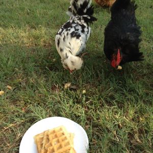 Chicken & Waffles - Ha ha ha ha :)