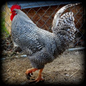 This big ol boy Rules the roost! He is my Barred Rock Rooster!