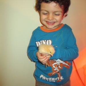 Our son with a baby Buff Orpington