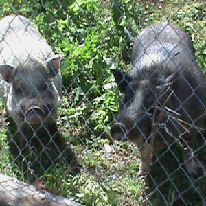 Our newly adopted pot belly pigs.  Chunky (white male) and Penelope (black female).  Got them off CL for free because they are a year old and 100 lbs now--not cute little show and tell animals anymore.  We just love them (never had pigs before).  They come when you call them, she likes to be petted and will roll over like a dog to have her tummy rubbed.  Chunk is a little scared but not mean --- he'll sniff you and talk to you but isn't ready to be petted yet.  They were each in separate dog run pens when we got them ---- now they are together and have a large outdoor pen that has attached mini barn for their housing.
