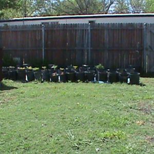 Part of my container garden.  Ground is too hard here.