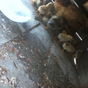 hen and her new 13 chicks, 2 eggs didn't hatch