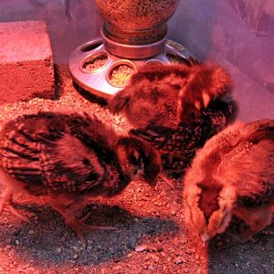 Babies! Wilma, Winnie, and Cleo.