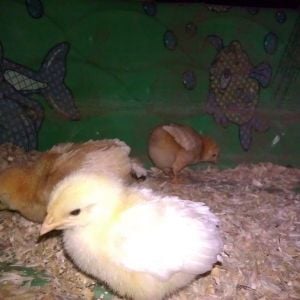you can see Fluffy Butt in the background, I do not know why this one hasn't grown in her tailfeathers yet