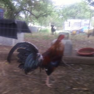 my first rooster