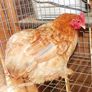 Blue Wheaten Bantam Cochin Hen