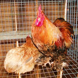 Golden Laced Bantam Roo and Blue Wheaten Hen