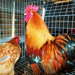 Golden Laced Bantam Roo and Blue Wheaten Hen