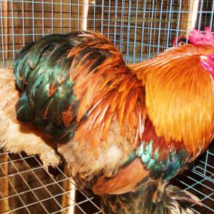 Golden Laced Bantam Roo and Blue Wheaten Hen