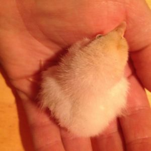 Bantam Chick 1