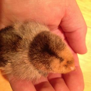 Bantam Chick 2 feathered feet, cheeks look puffy (like chipmunk cheeks.) Possibly Mille Fleur d'Uccle.