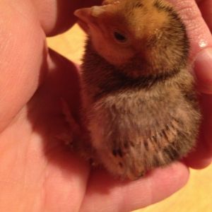 Bantam Chick 2 feathered feet, cheeks look puffy (like chipmunk cheeks.)