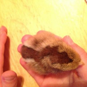 Bantam Chipmunk pattern 1