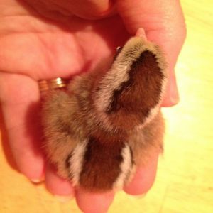 Chipmunk pattern 2