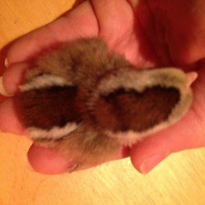 Chipmunk pattern 2