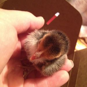 Chick 3 darkest one (Golden Sebright?)