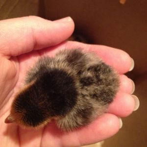 Chick 3 darkest one (Day 1) (Golden Sebright?)