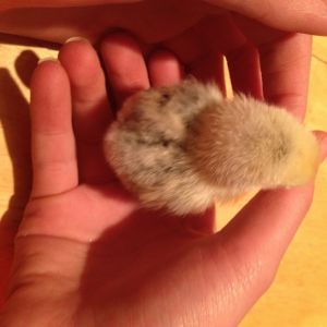 Bantam chick with speckled back.  Speckles are darker in real life than they appear here. They kind of go along her back in stripes from head to tail. (Silver Sebright?)