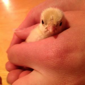 Bantam chick with speckled back.  (Silver Sebright?)