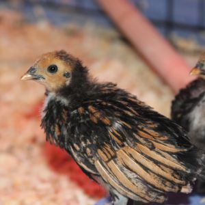 Sebright Bantams Fae and Lacey